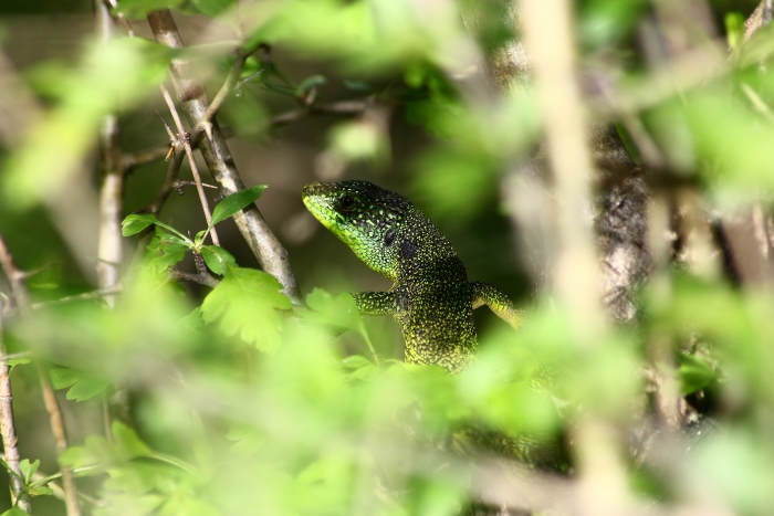 lucerta bilineata e podarcis muralis